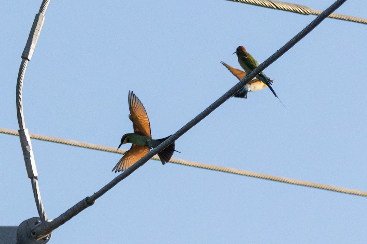 Rainbow Bee-eater - ML646230949
