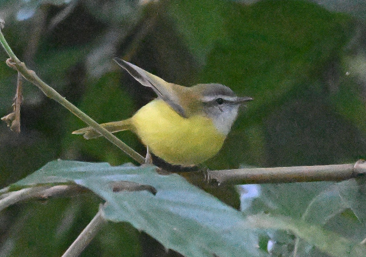 Yellow-bellied Warbler - ML646230950