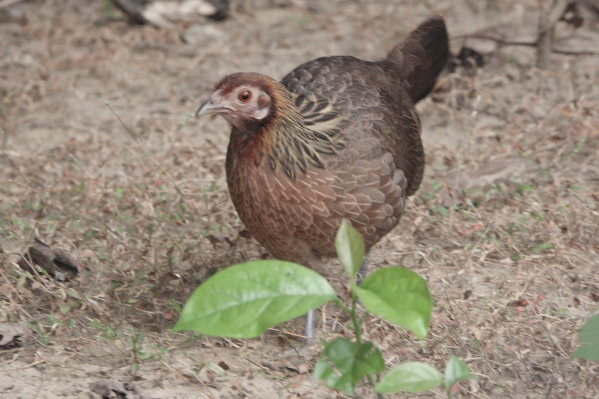 Red Junglefowl - ML646230951