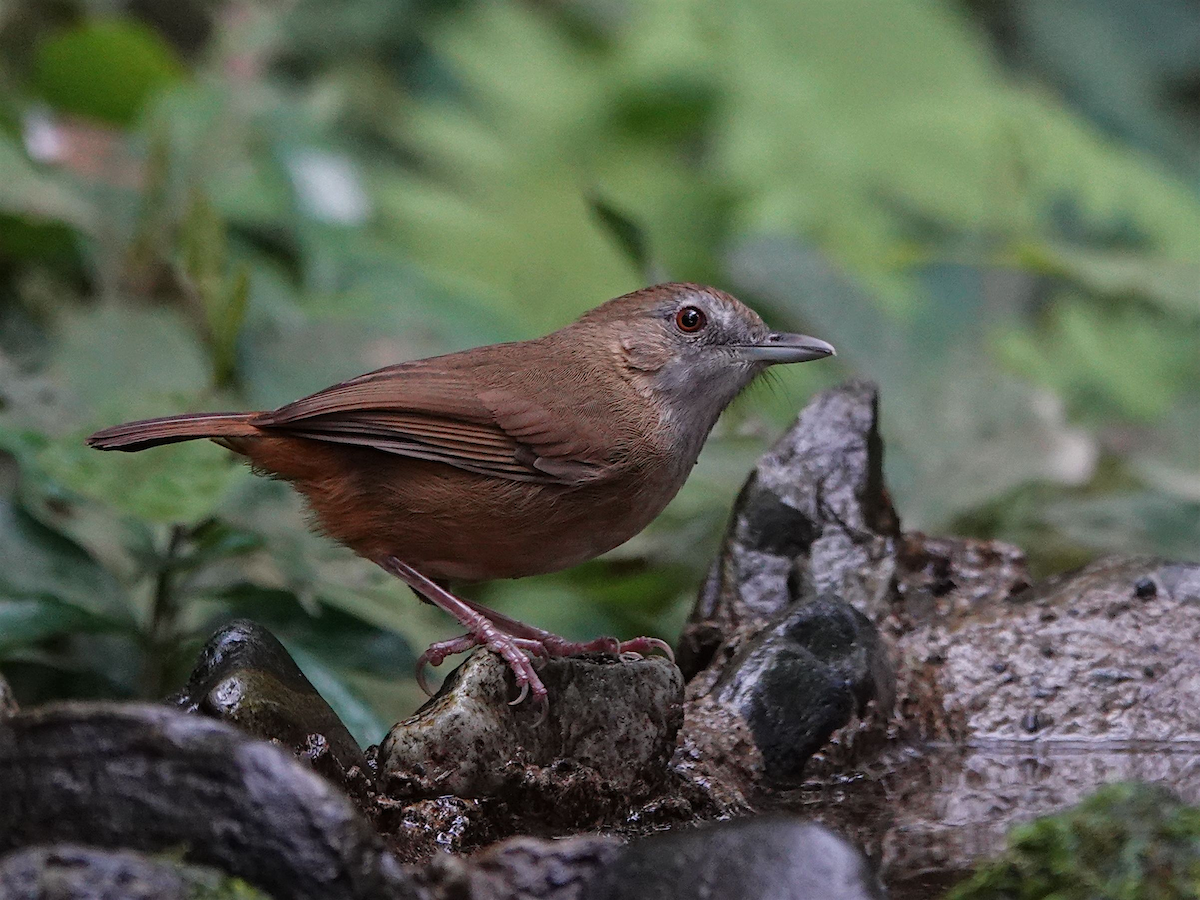 Abbott's Babbler - ML646230952