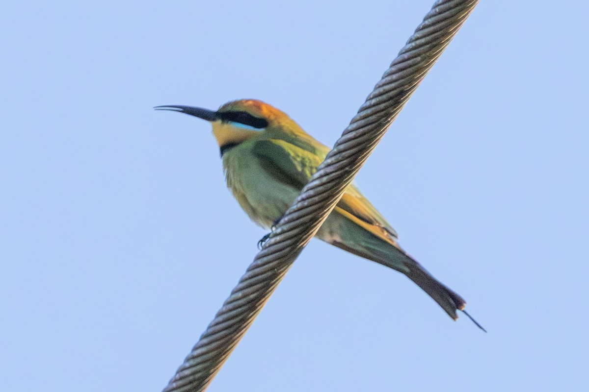 Rainbow Bee-eater - ML646230953