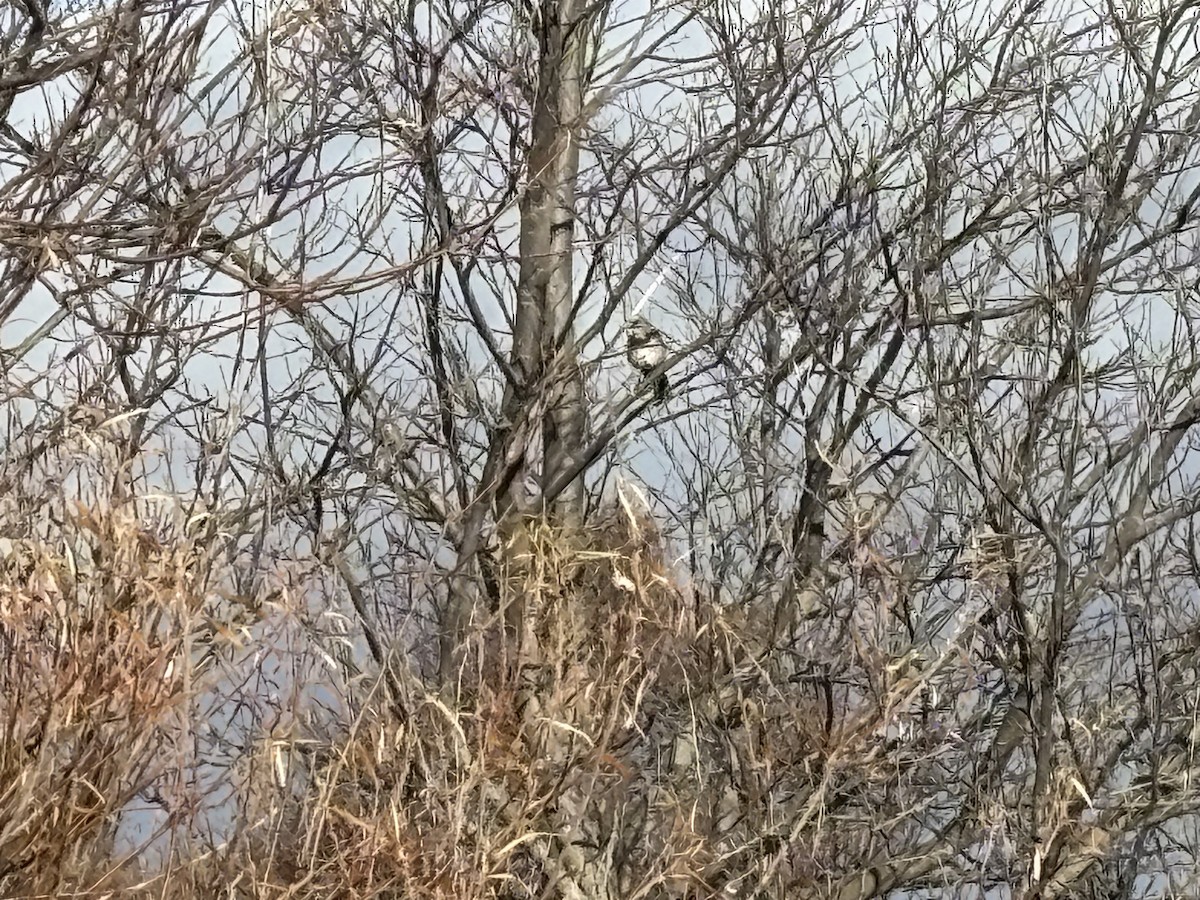 Northern Mockingbird - ML646230955