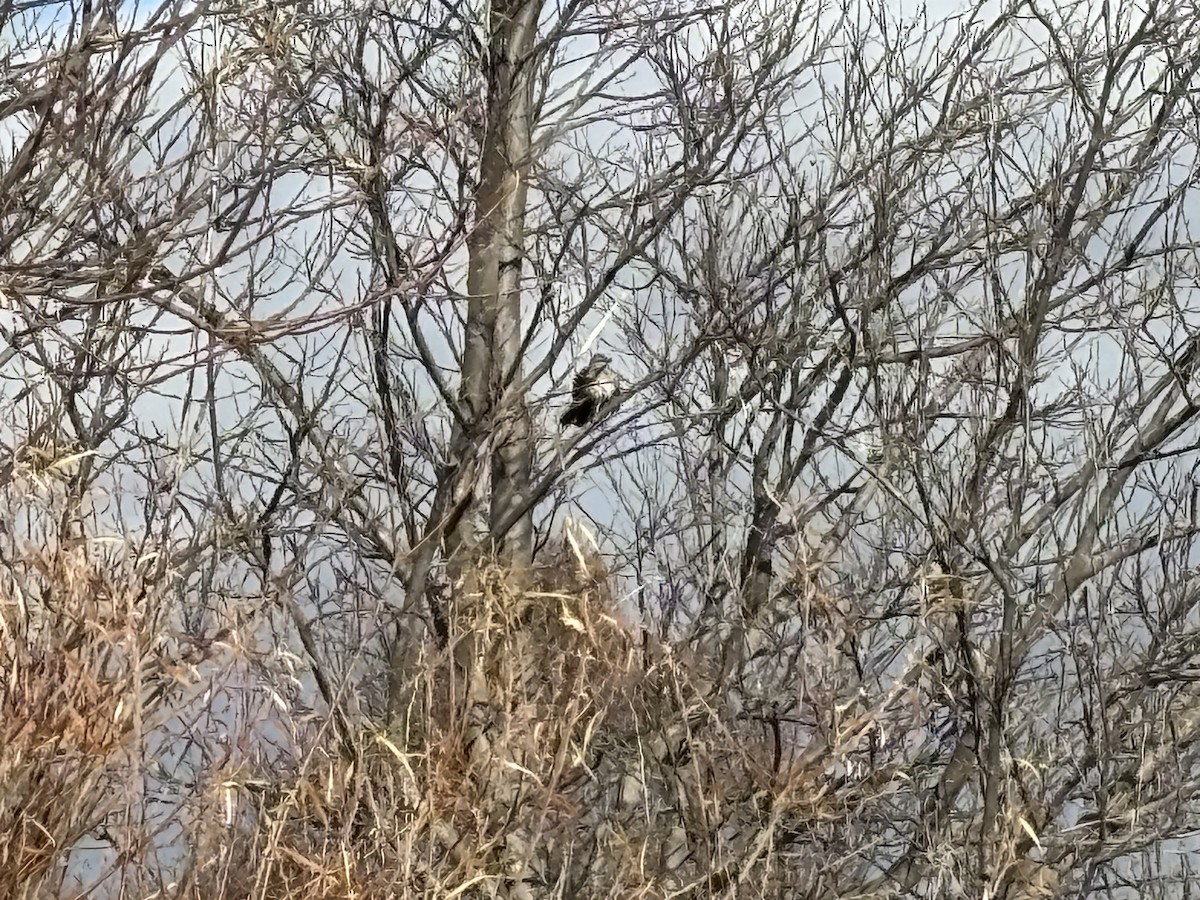 Northern Mockingbird - ML646230956