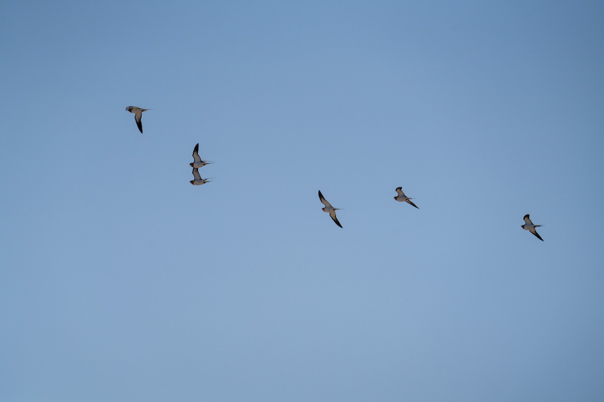 Pin-tailed Sandgrouse - ML646230959