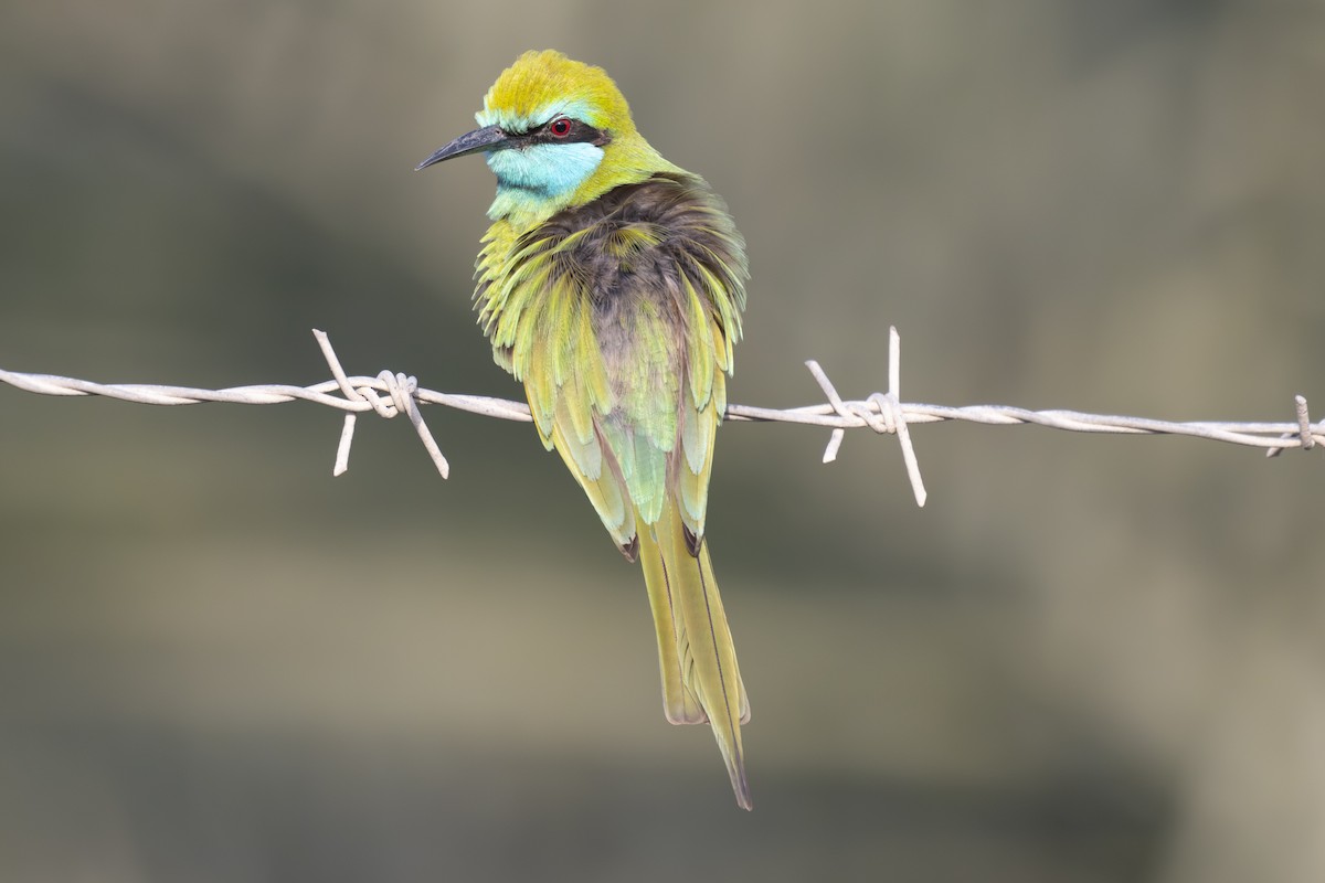 Arabian Green Bee-eater - ML646230970