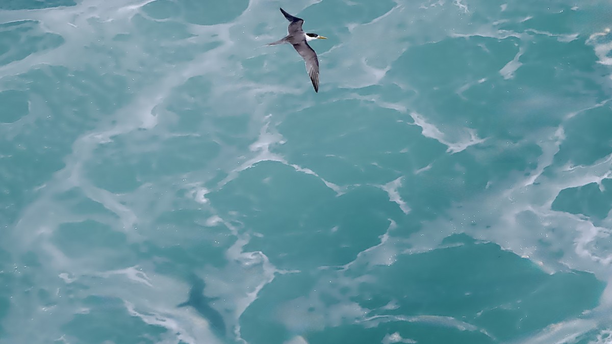 Great Crested Tern - ML646230971