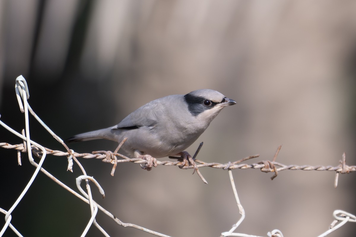 Hipocolio - ML646230973