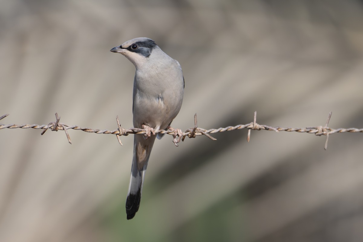 Hipocolio - ML646230974