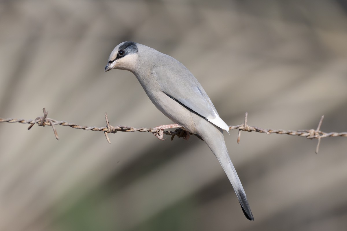 Hipocolio - ML646230975