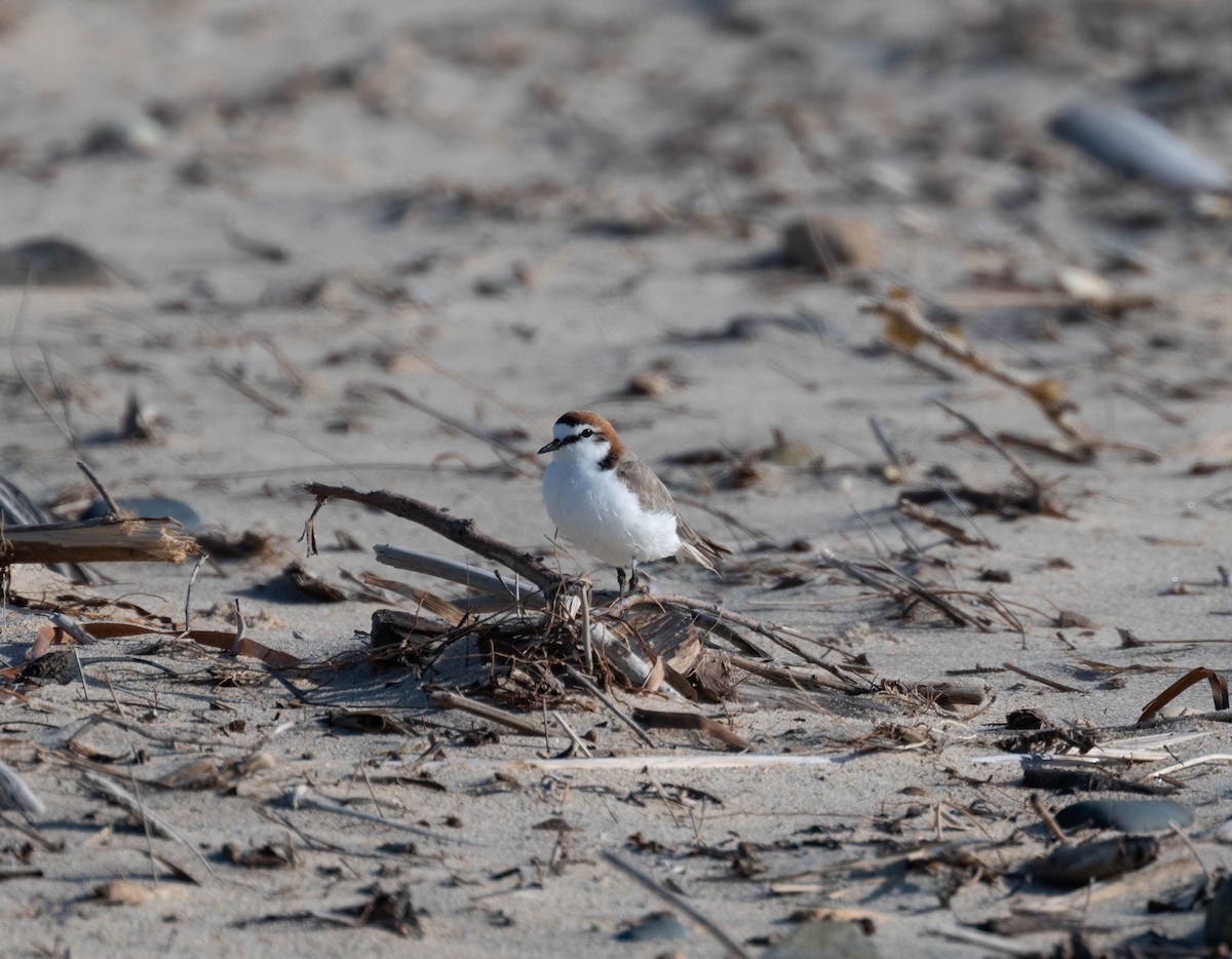 Red-capped Plover - ML646230980