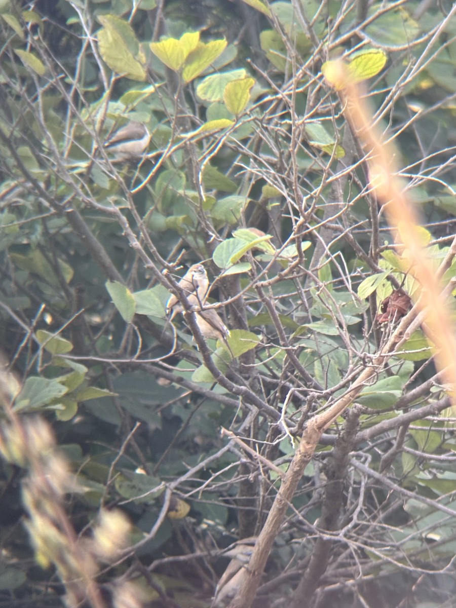 Indian Silverbill - ML646230981