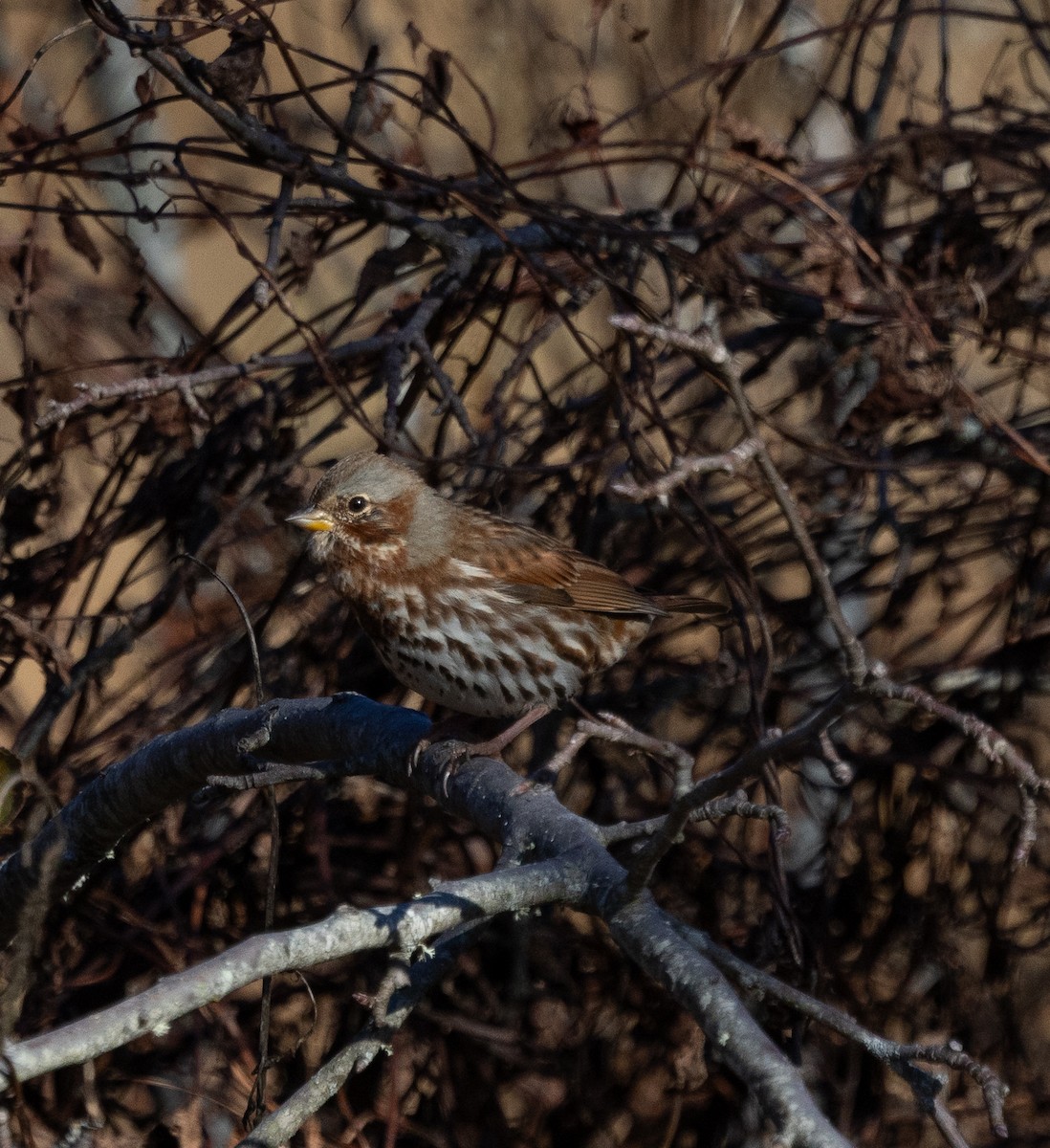 Fox Sparrow - ML646230985