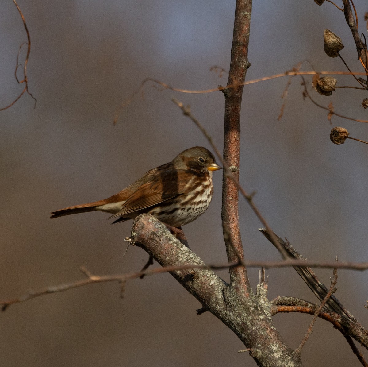 Fox Sparrow - ML646230986