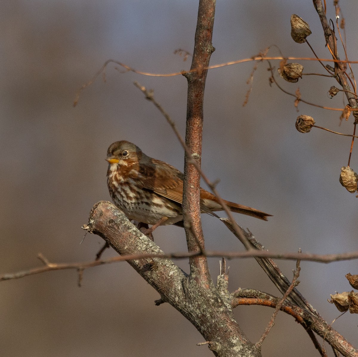 Fox Sparrow - ML646230987