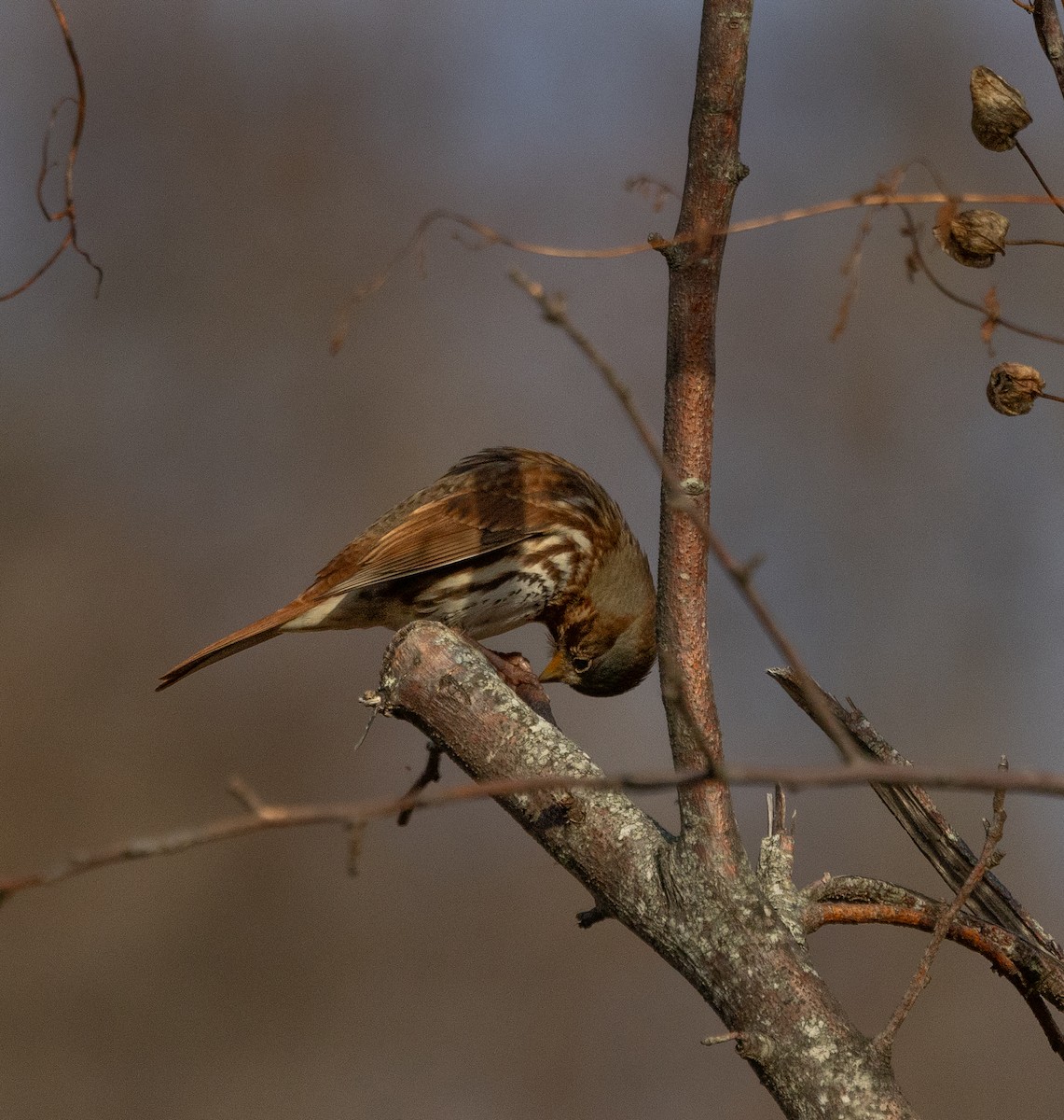 Fox Sparrow - ML646230988