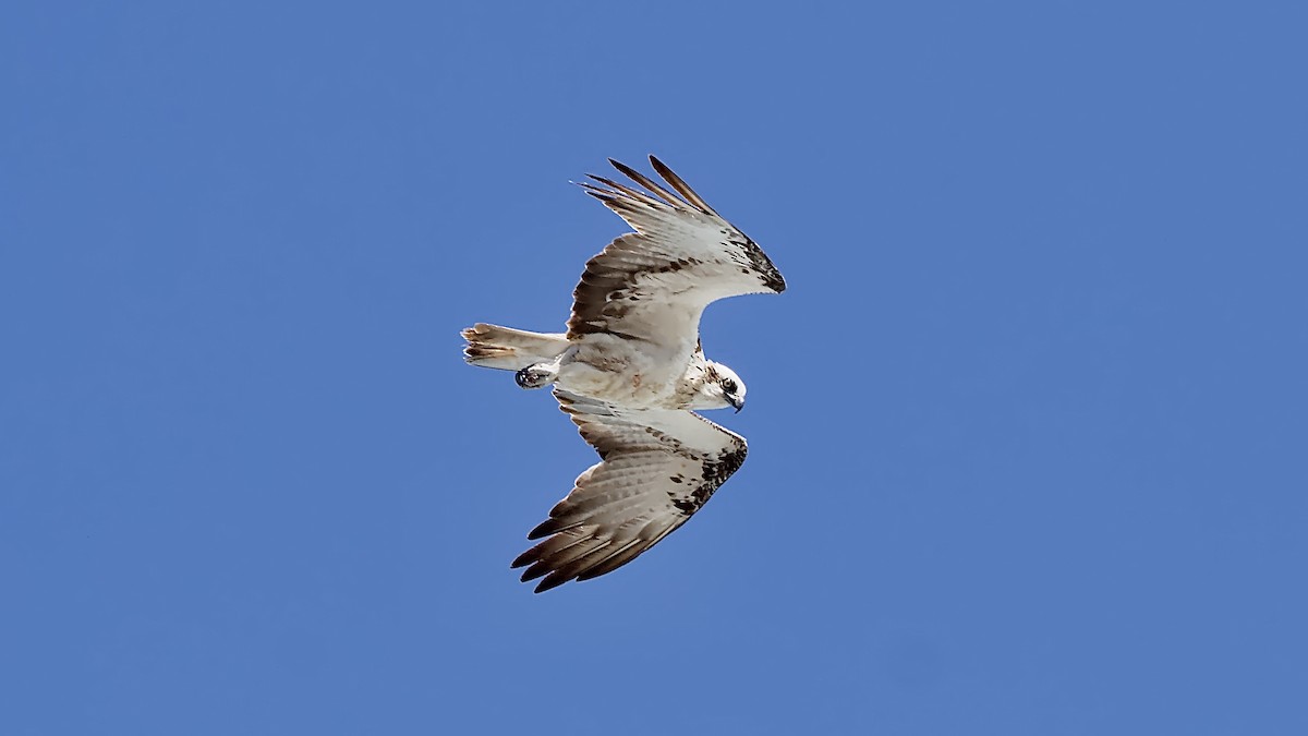 Osprey - ML646231000