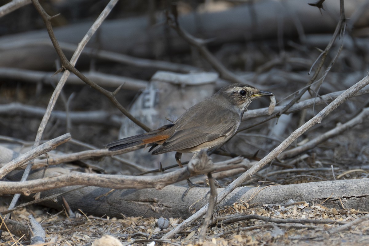 Blaukehlchen - ML646231002