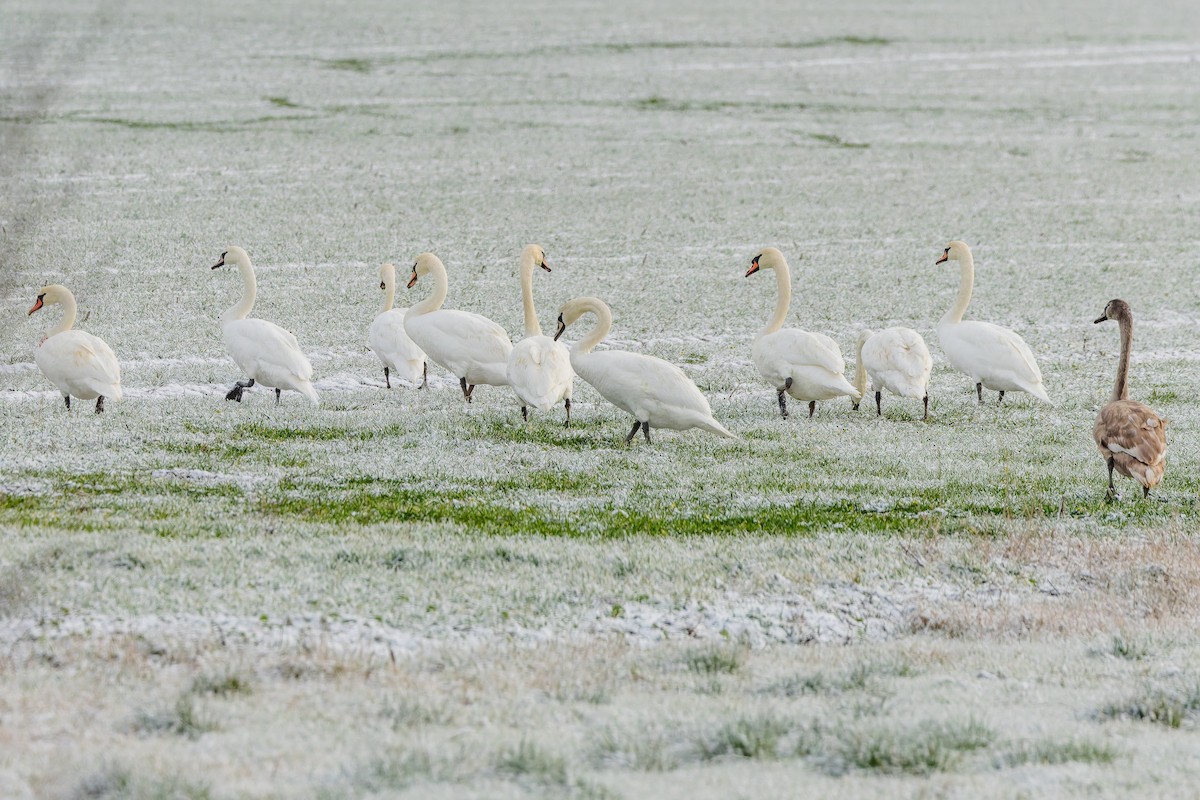 Höckerschwan - ML646231017