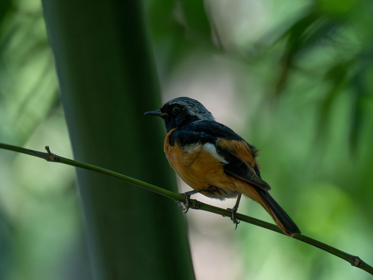 Spiegelrotschwanz - ML646231018