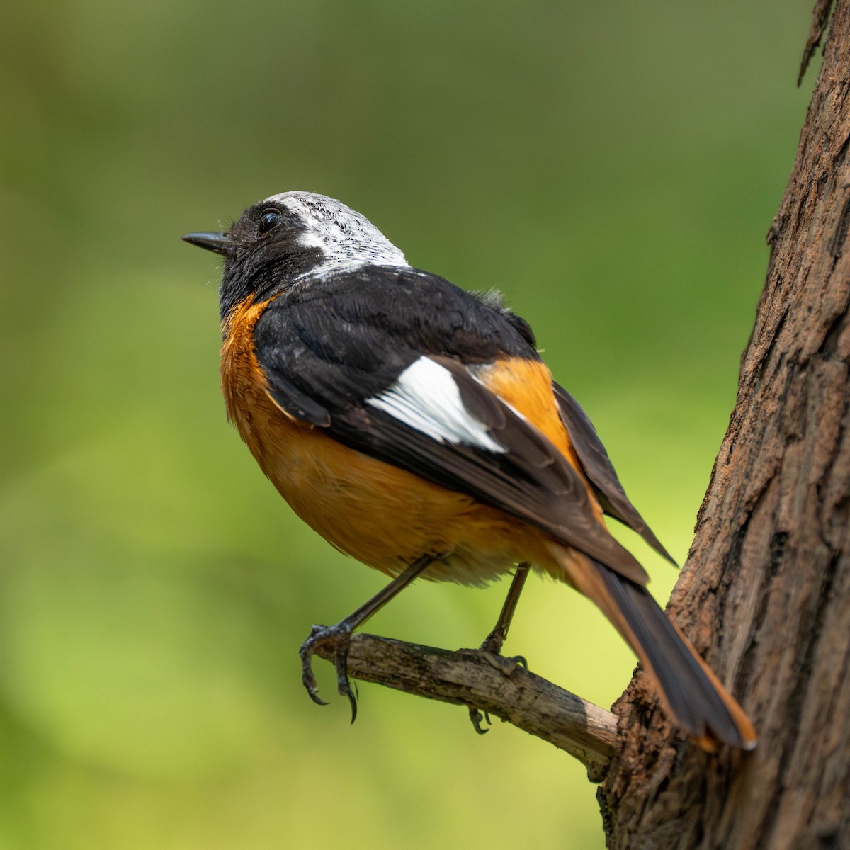 Spiegelrotschwanz - ML646231019