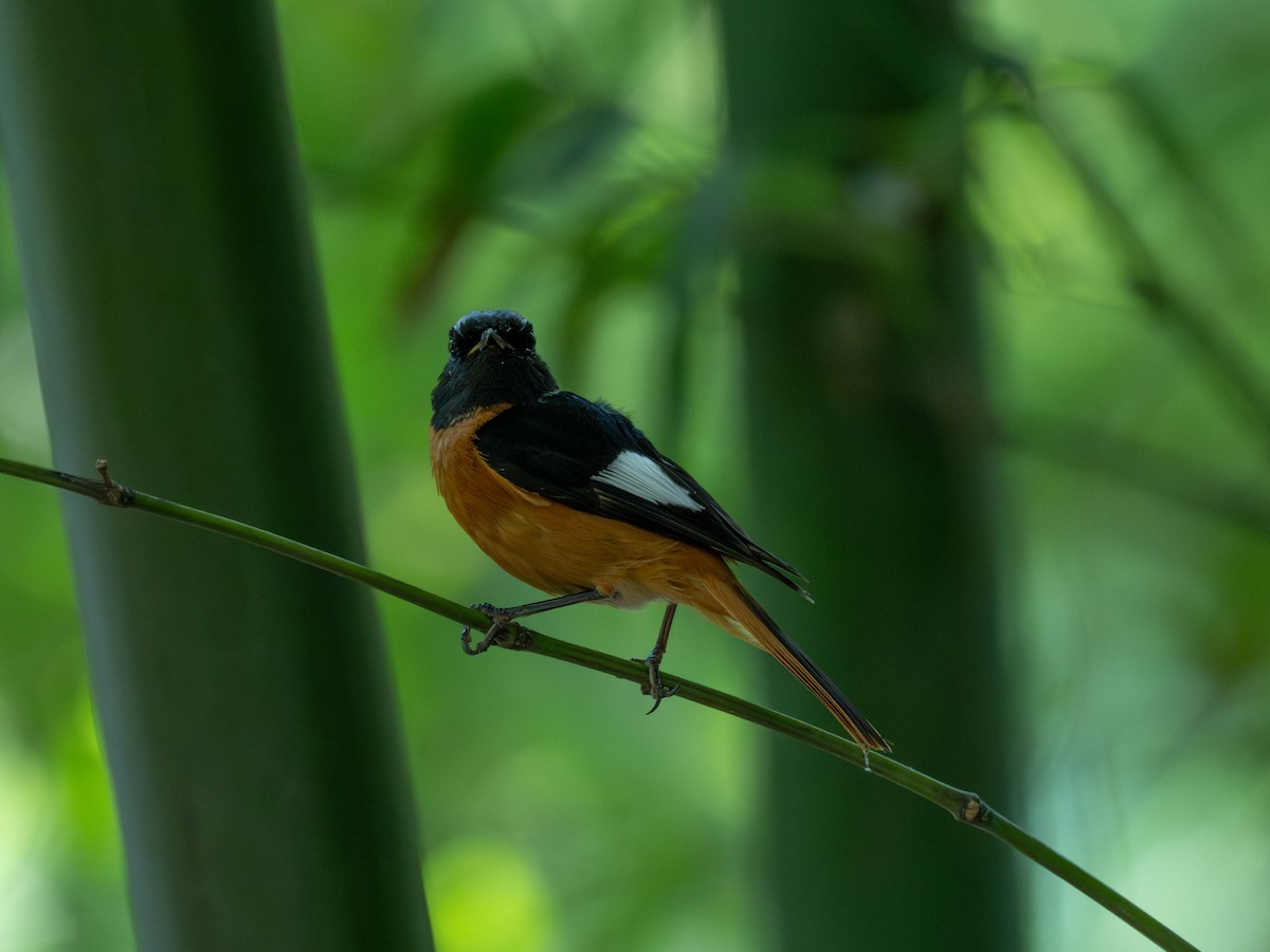 Spiegelrotschwanz - ML646231020