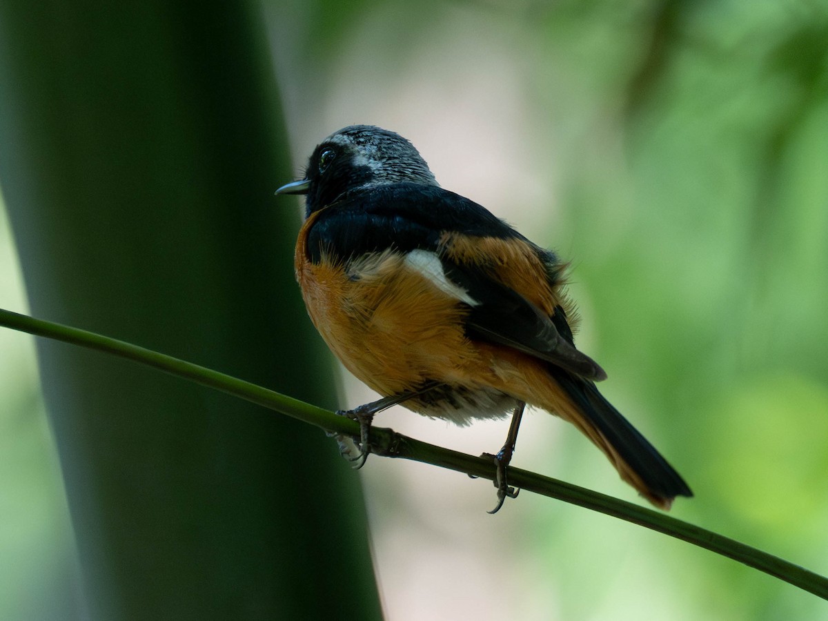 Spiegelrotschwanz - ML646231021