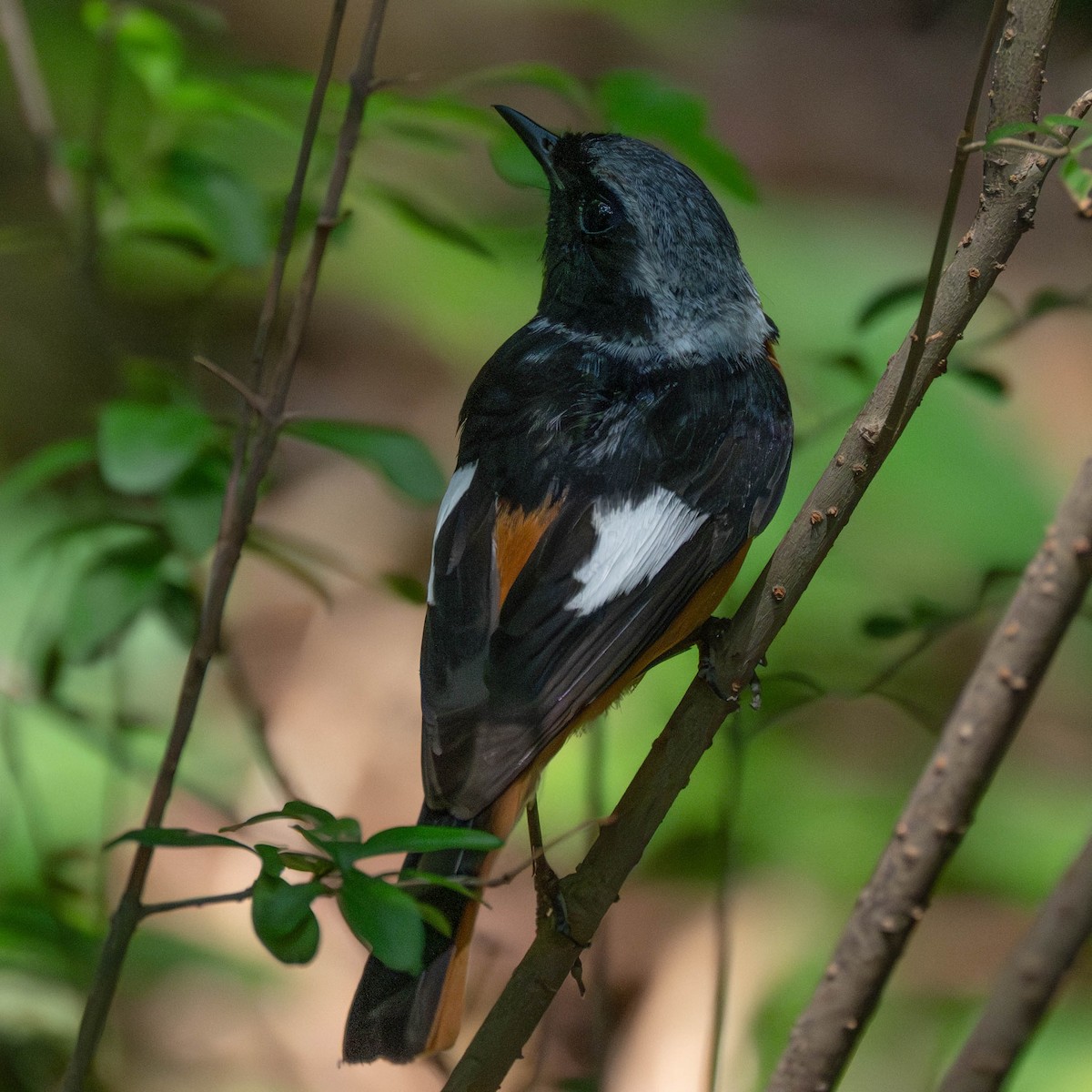 Spiegelrotschwanz - ML646231022