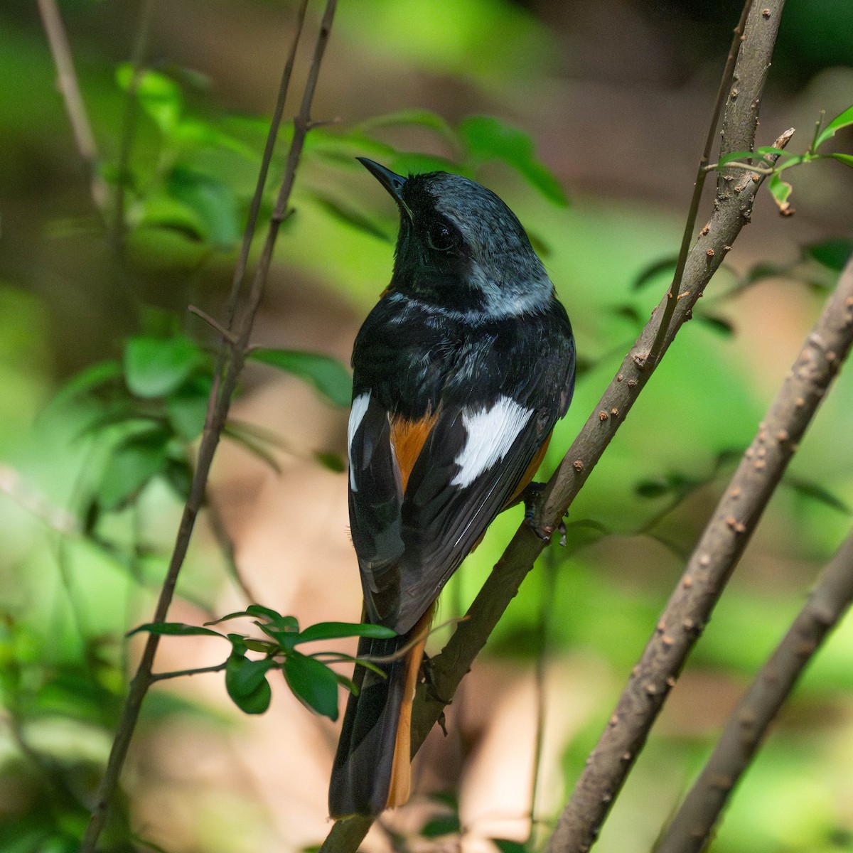 Spiegelrotschwanz - ML646231023