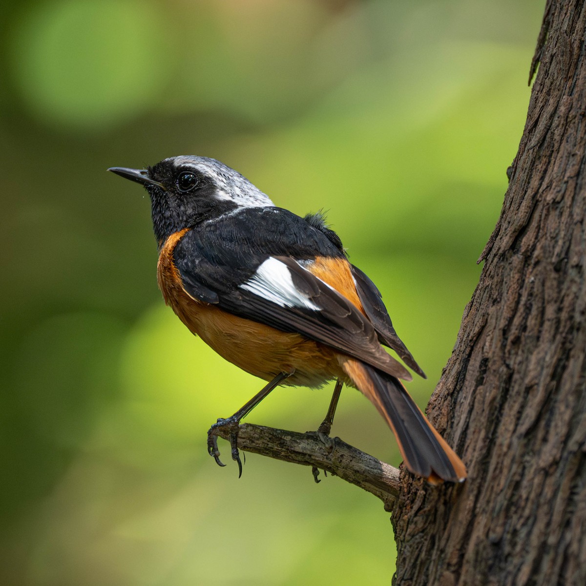 Spiegelrotschwanz - ML646231024