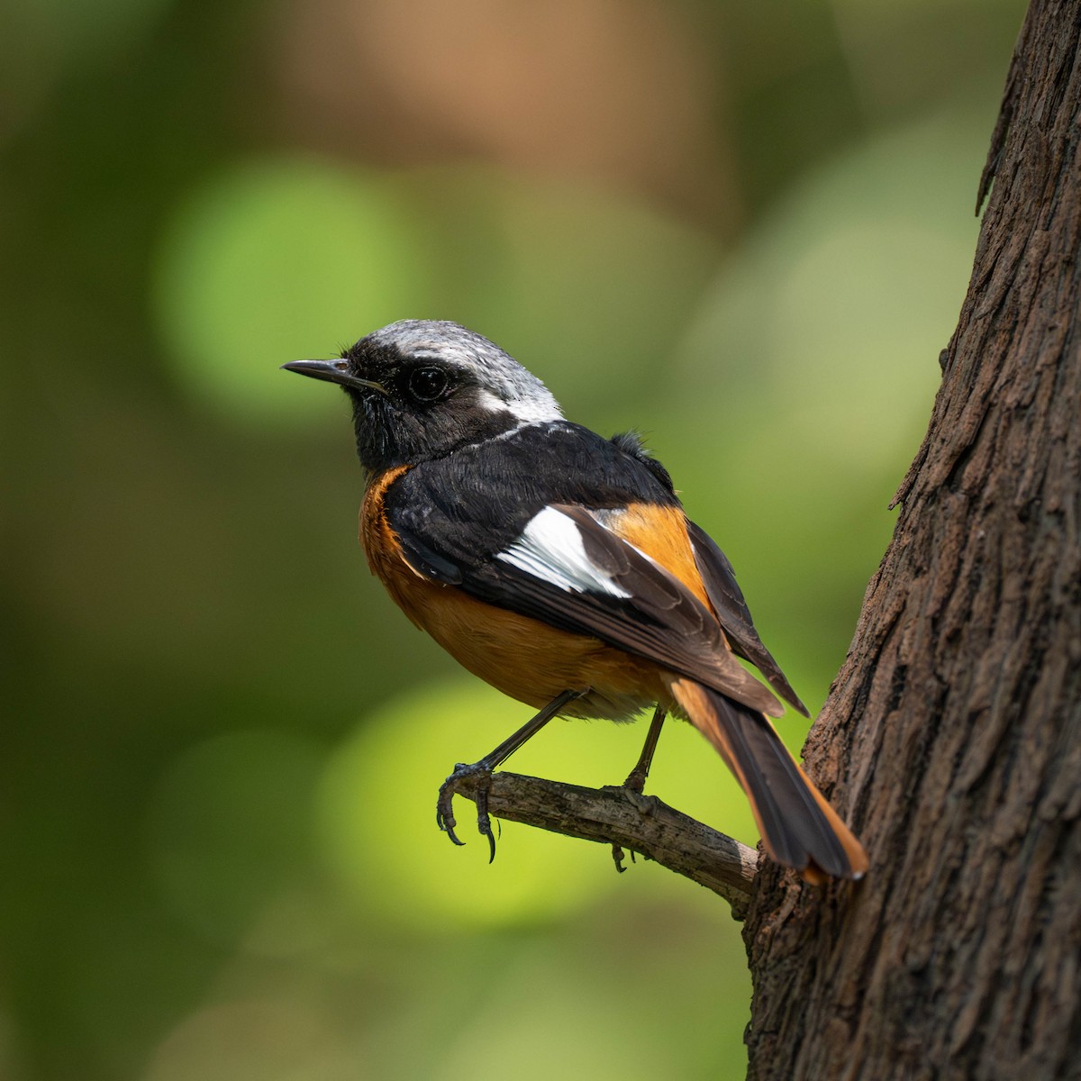 Spiegelrotschwanz - ML646231025