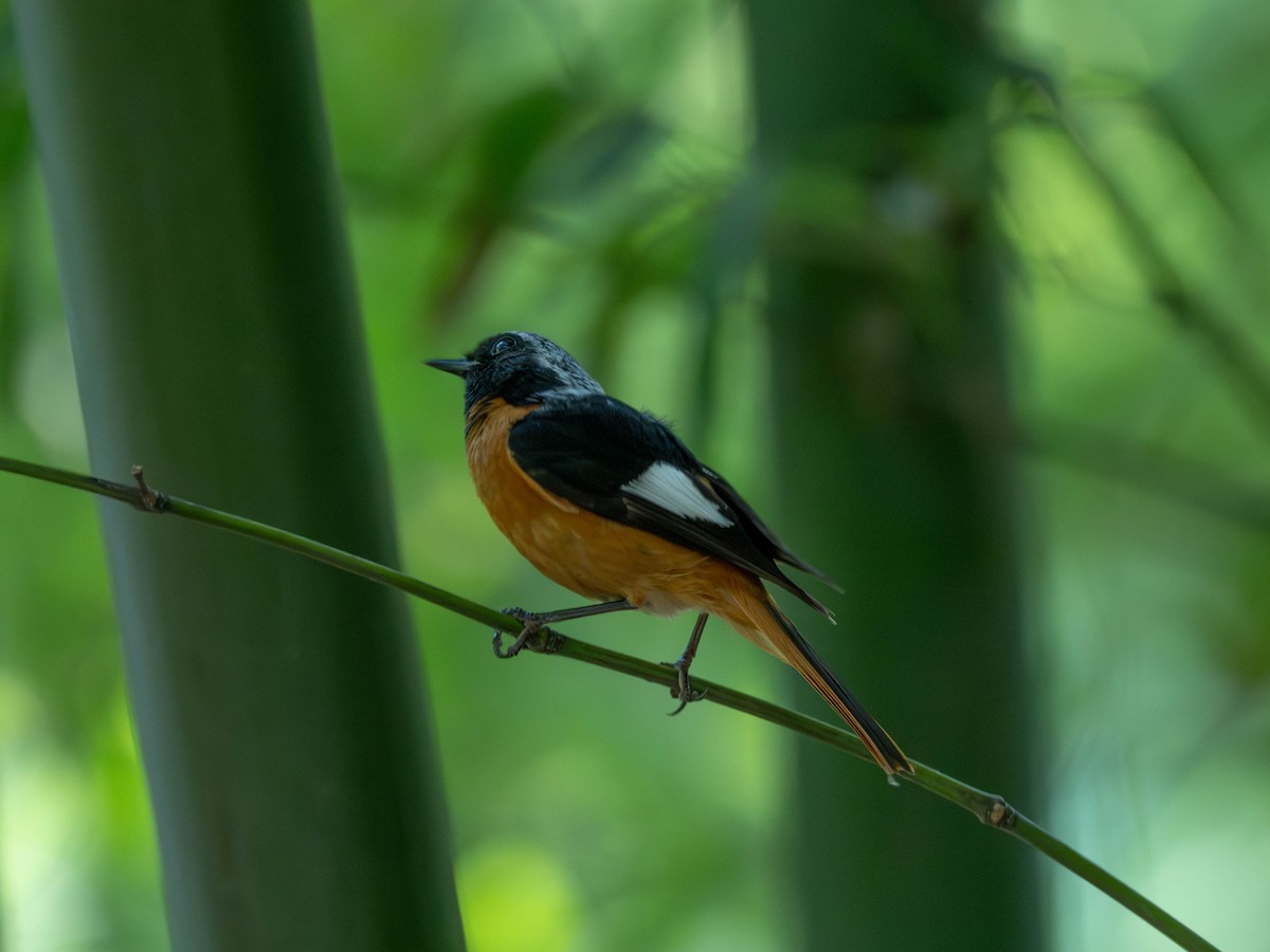 Spiegelrotschwanz - ML646231026