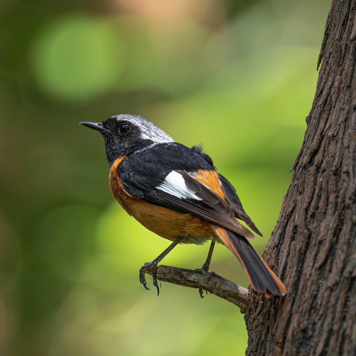 Spiegelrotschwanz - ML646231027