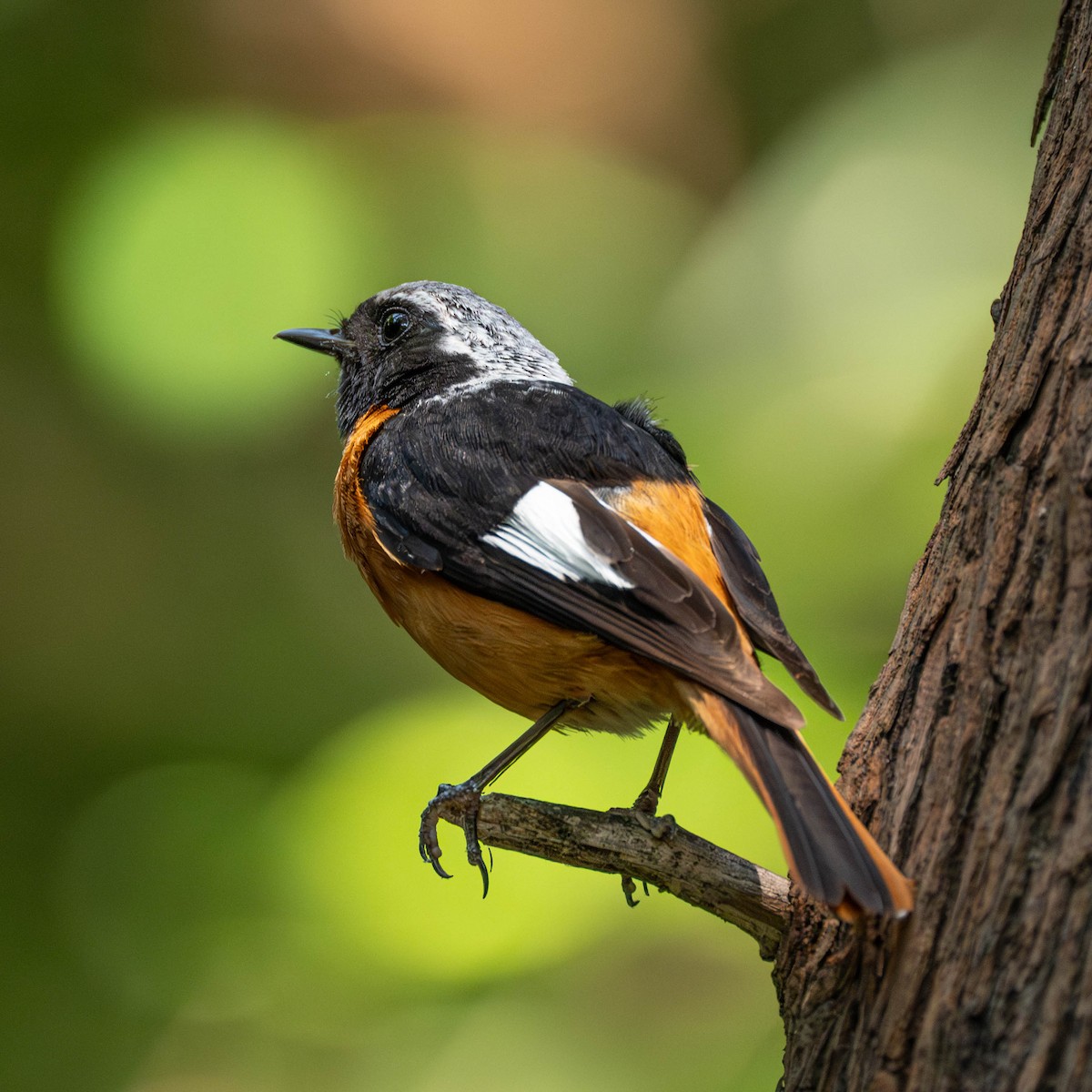 Spiegelrotschwanz - ML646231028