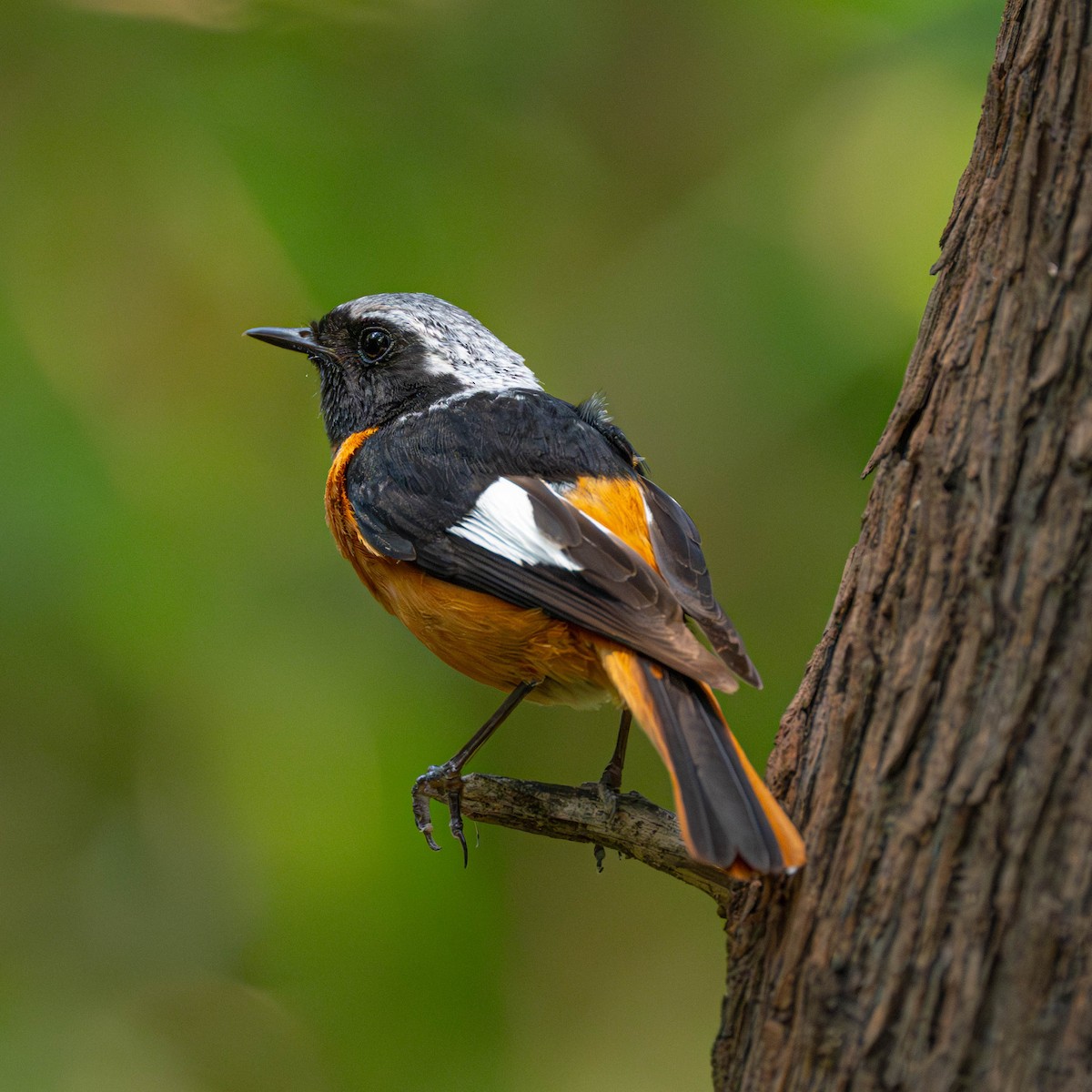 Spiegelrotschwanz - ML646231029