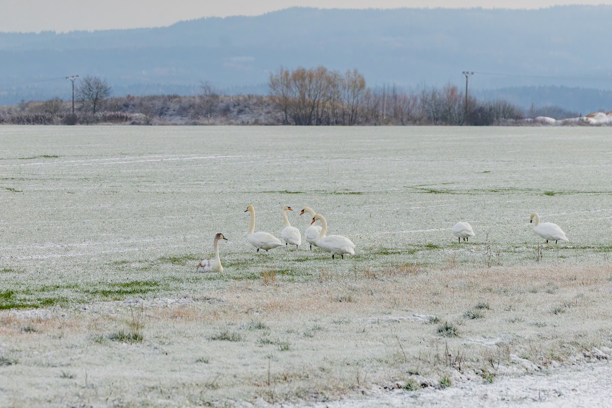 Höckerschwan - ML646231030