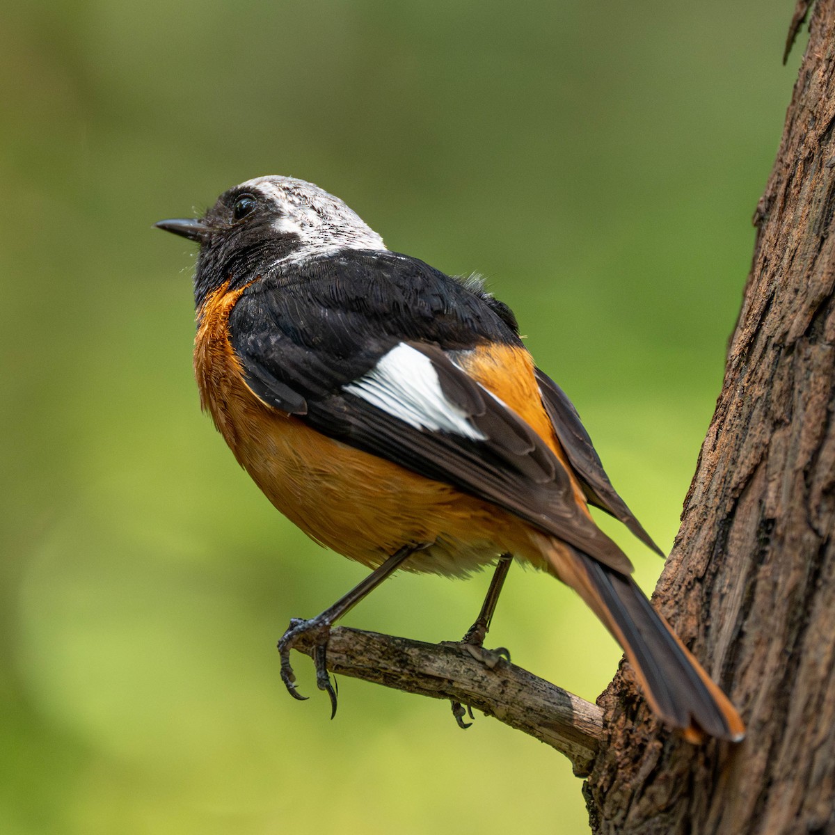 Spiegelrotschwanz - ML646231031