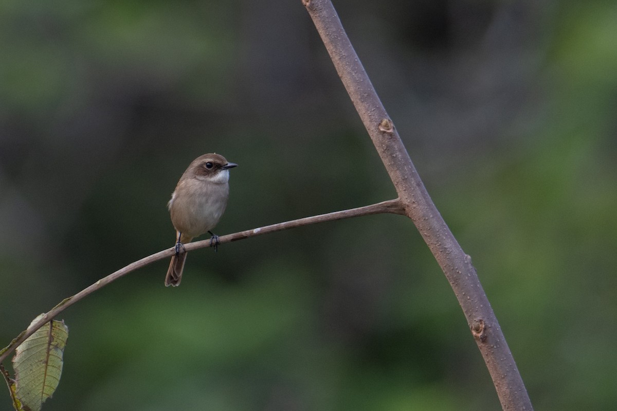 Grauschmätzer - ML646231033