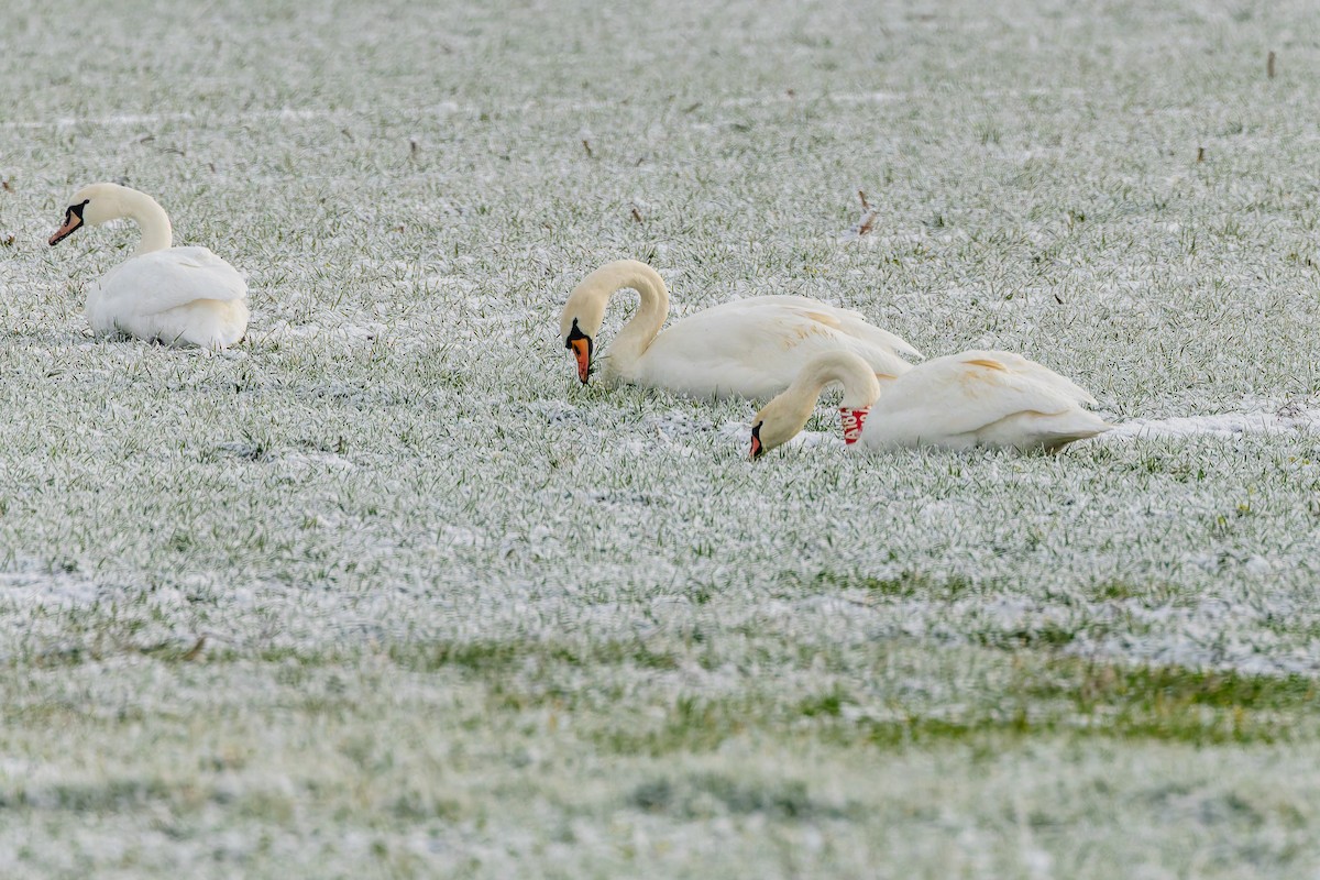 Höckerschwan - ML646231034