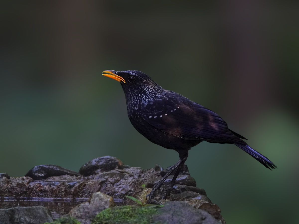 Purpurpfeifdrossel - ML646231035