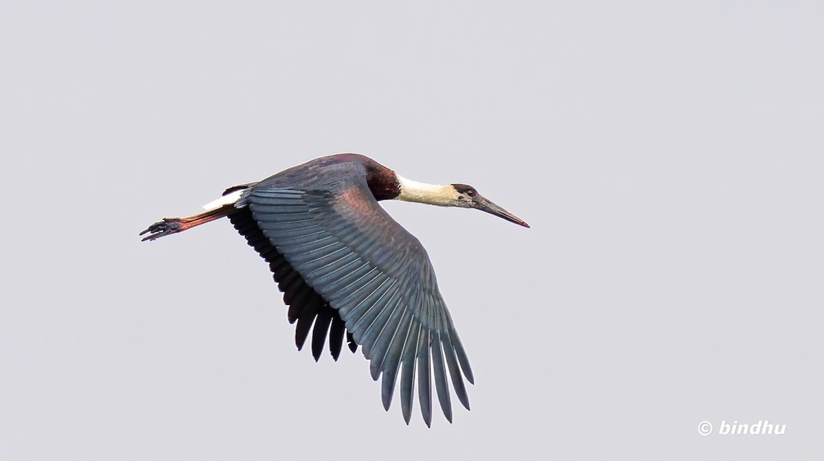 Asien-Wollhalsstorch - ML646231036