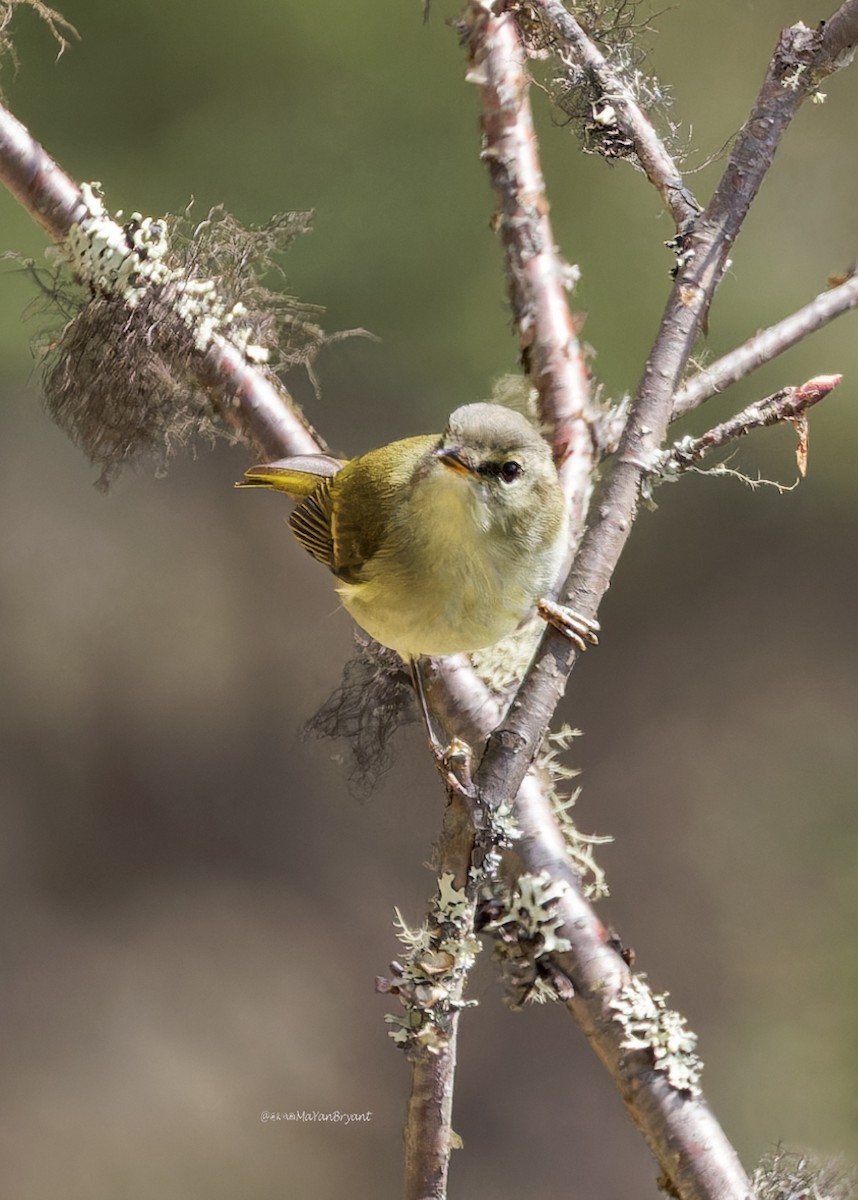 Goldbinden-Laubsänger - ML646231038