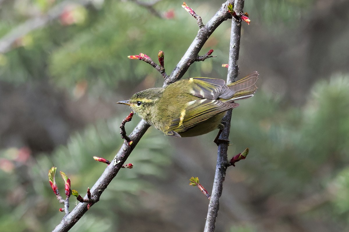 Goldbinden-Laubsänger - ML646231039