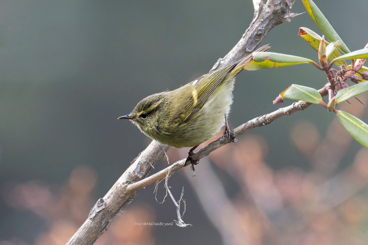 Goldbinden-Laubsänger - ML646231040