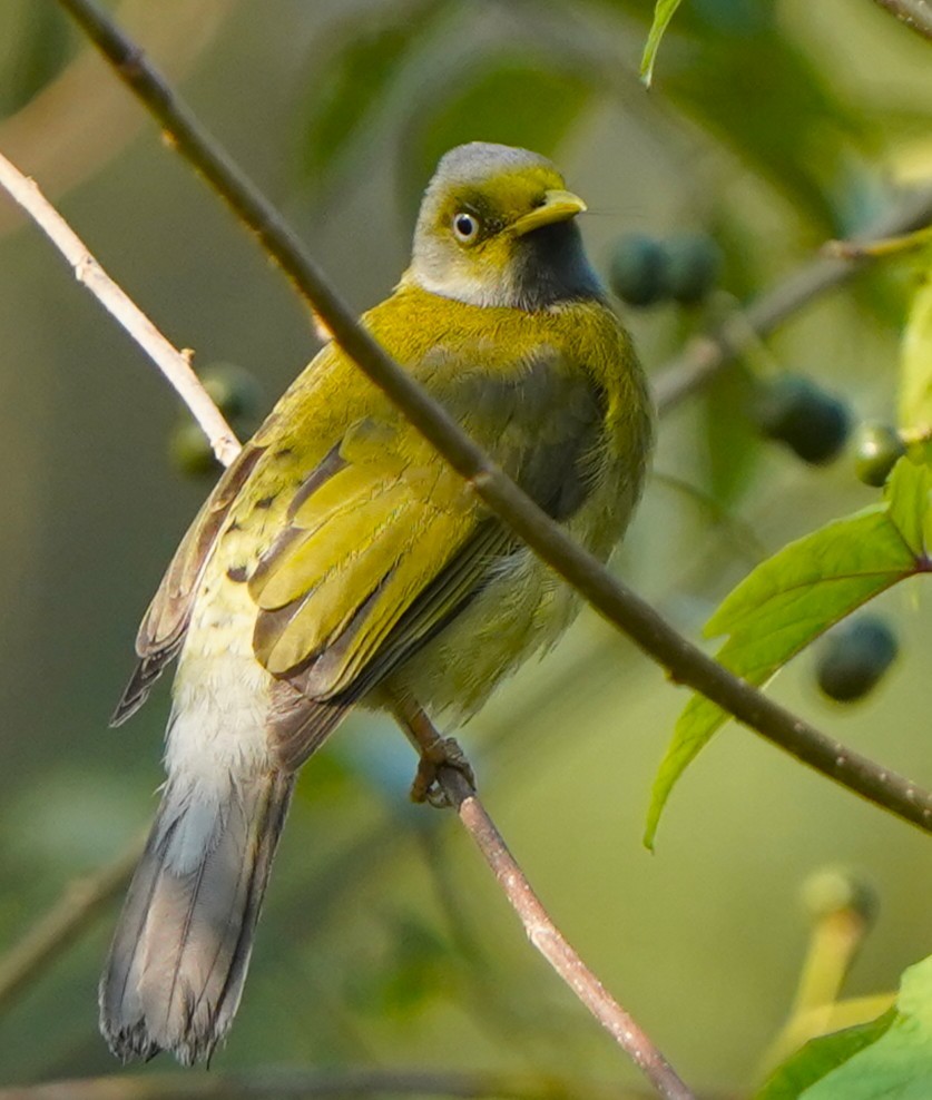 Graukopfbülbül - ML646231041