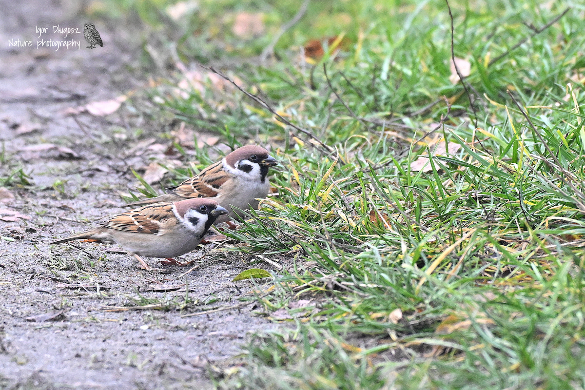 Feldsperling - ML646231042