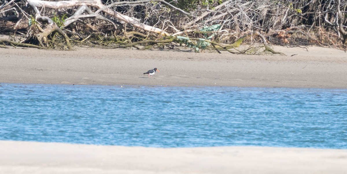 ústřičník jižní - ML646231043