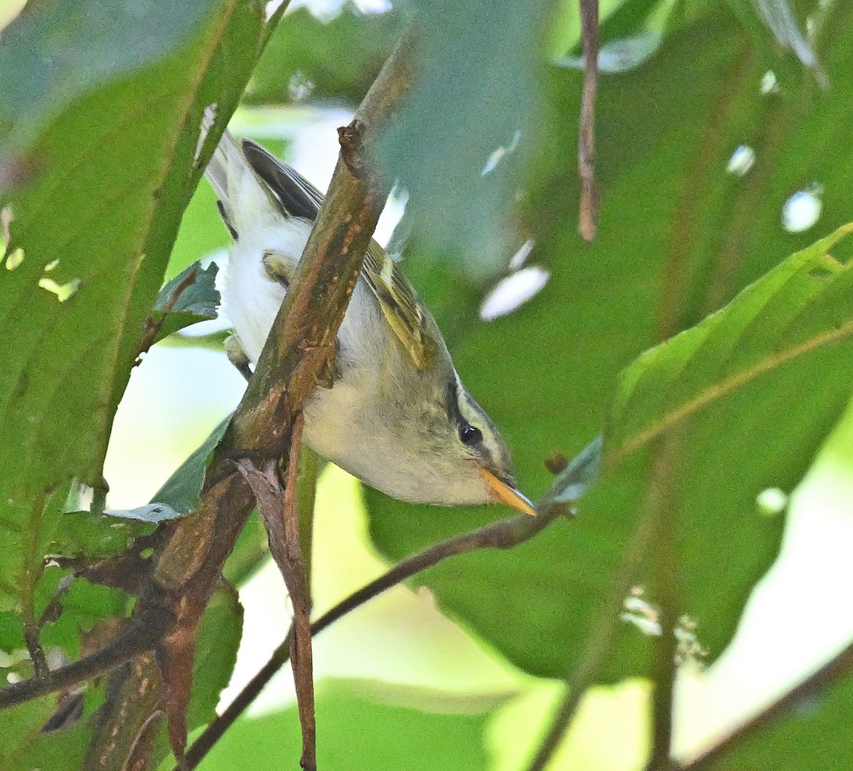 Streifenkopf-Laubsänger - ML646231044