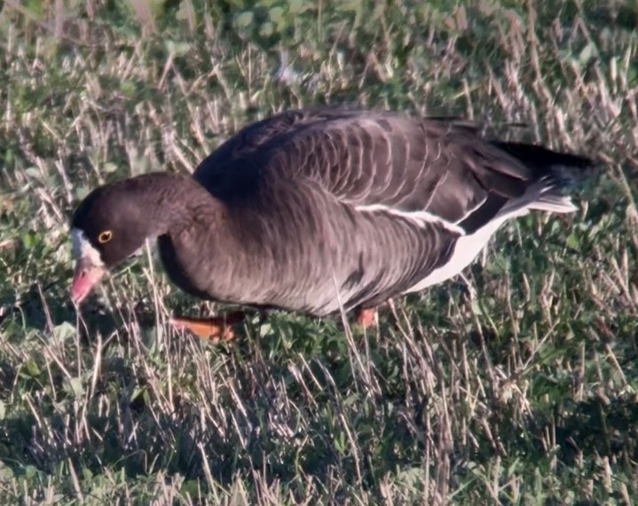 Lesser White-fronted Goose - ML646231045