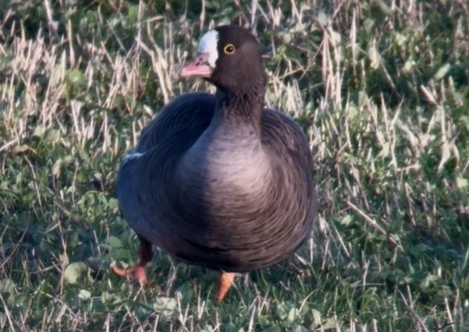 Küçük Sakarca - ML646231046