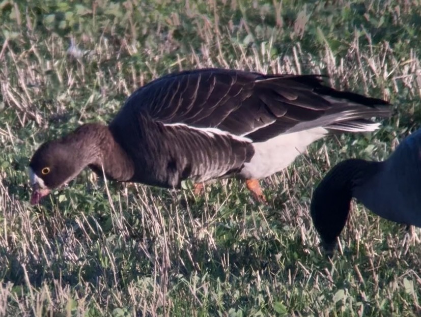 Lesser White-fronted Goose - ML646231047
